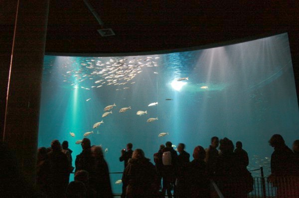 Riesiges Aquarium im Meeresmuseum