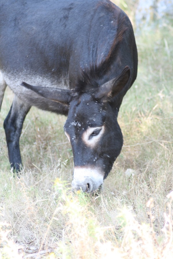 Esel auf Dugi Otok