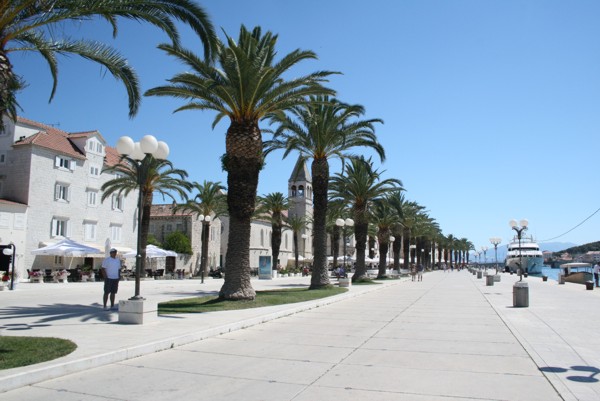 Palmen auf der Promenade in Trogir