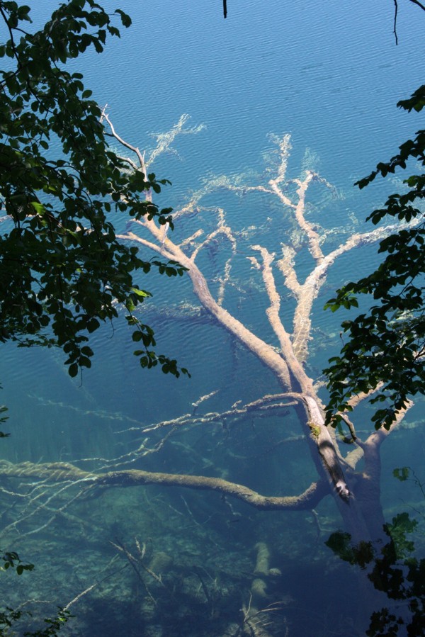 Toter Baum im See, Nationalpark Plitvice